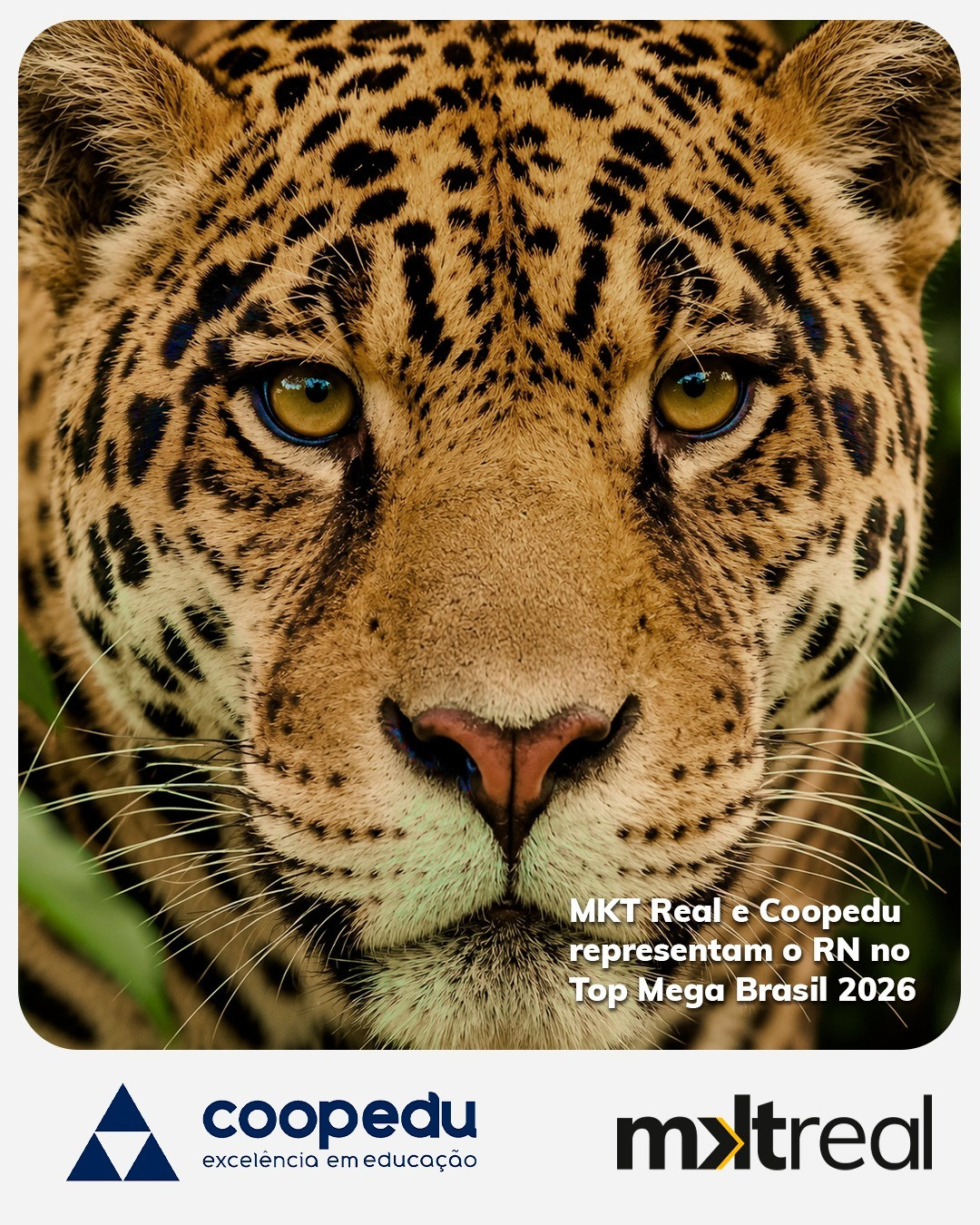 Coopedu e MKT Real são indicadas ao Top Mega Brasil 2026